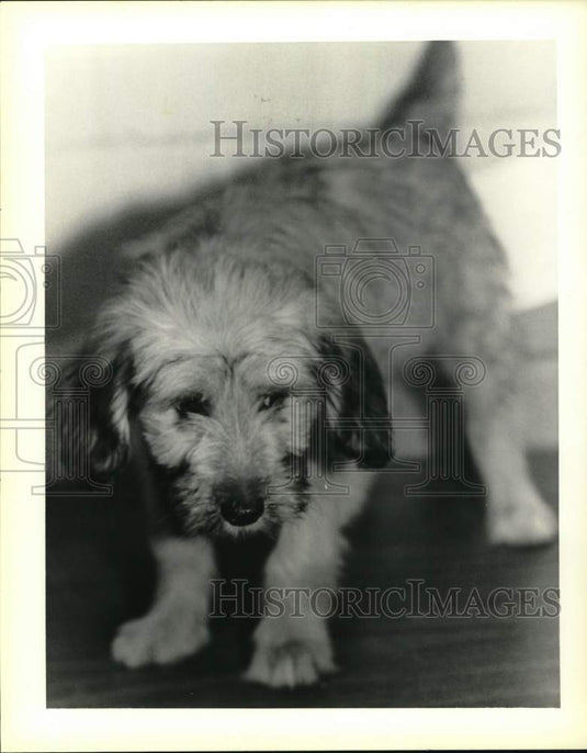 1988 Press Photo Terrier named Bridgett for adoption at Slidell Animal Shelter
