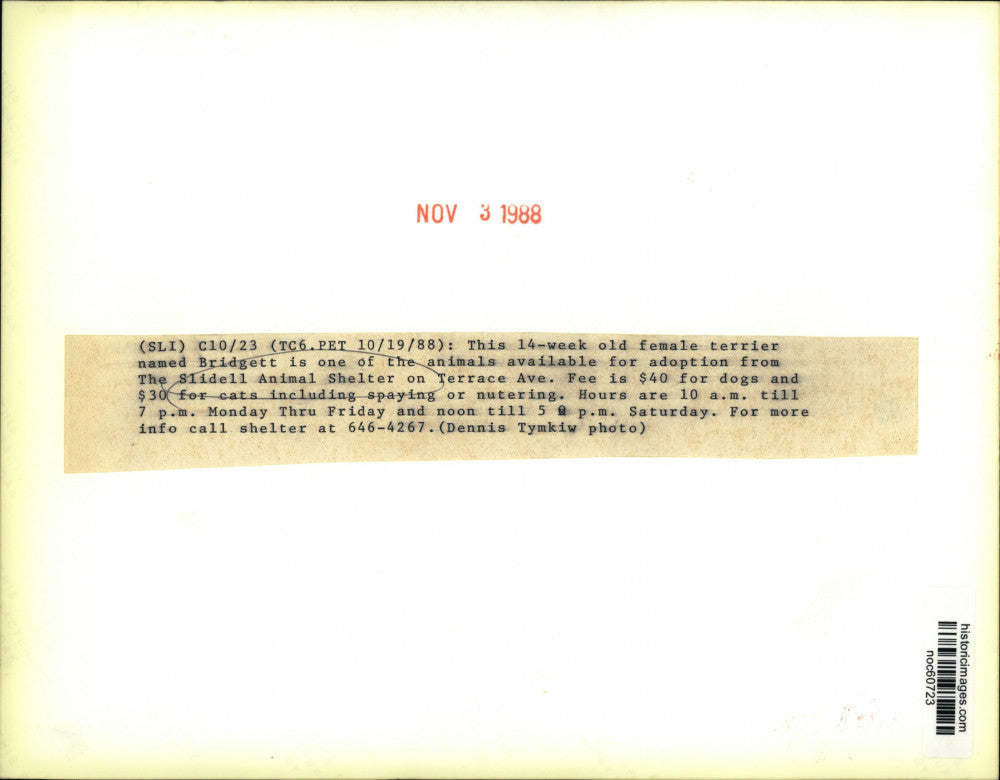 1988 Press Photo Terrier named Bridgett for adoption at Slidell Animal Shelter