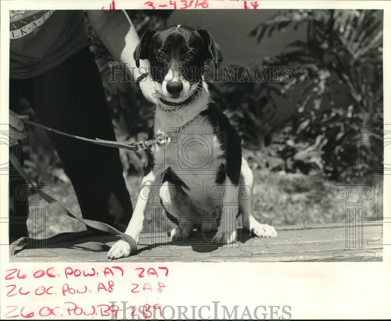 Load image into Gallery viewer, 1987 Press Photo Pet of the Week at the Louisiana-SPCA - noc64563
