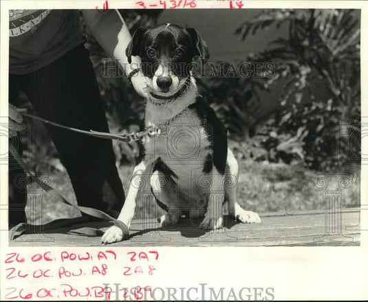 1987 Press Photo Pet of the Week at the Louisiana-SPCA - noc64563