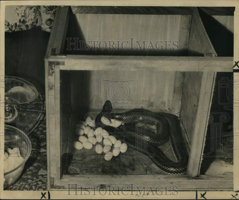 Load image into Gallery viewer, 1949 Press Photo Mrs. Rainbow Snake laid herself a passel of nice white eggs
