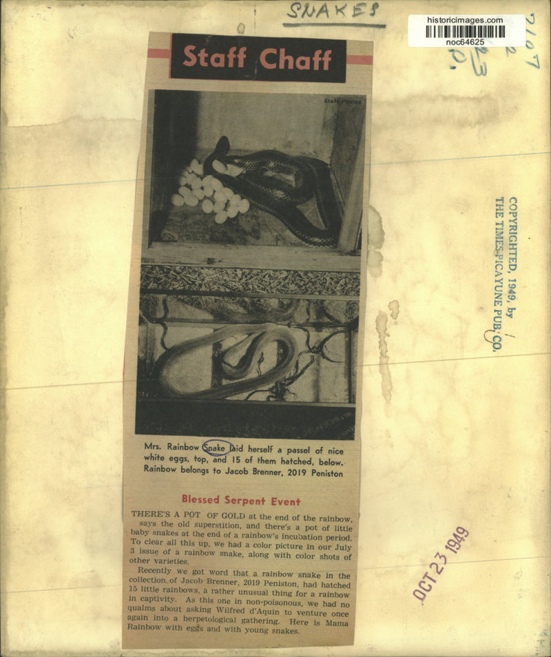 Load image into Gallery viewer, 1949 Press Photo Mrs. Rainbow Snake laid herself a passel of nice white eggs
