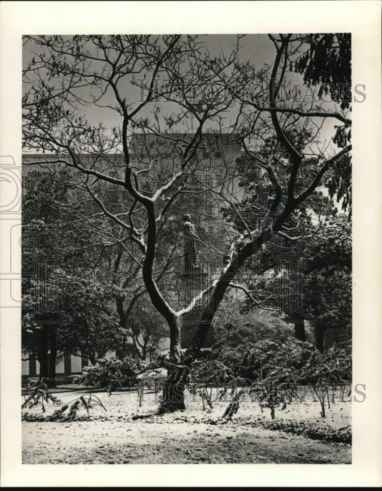 1963 Press Photo Snow covered tree in New Orleans - noc64993