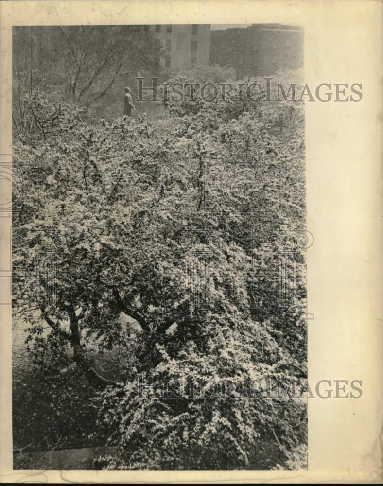 1964 Press Photo Snowy landscape in New Orleans - noc64999