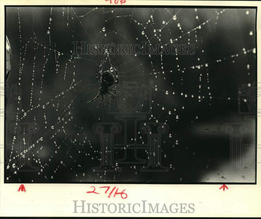 1985 Press Photo Close-up view of a spider on its dewy web - noc68115- Historic Images