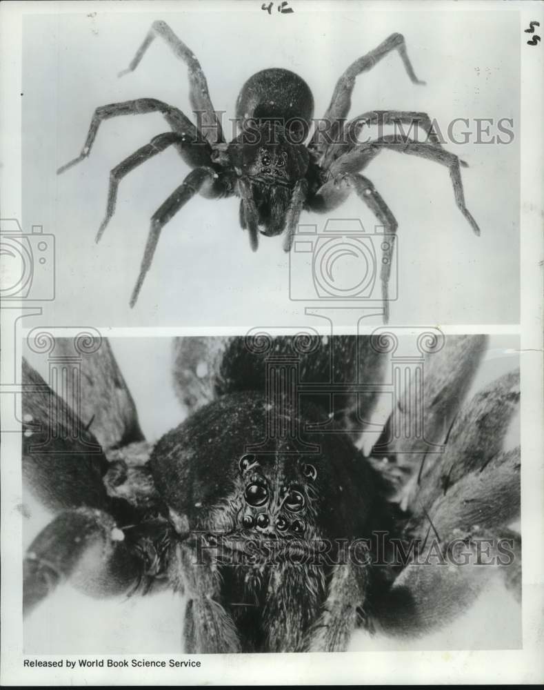 Load image into Gallery viewer, 1968 Press Photo Close-up view of the wolf spider - noc68957
