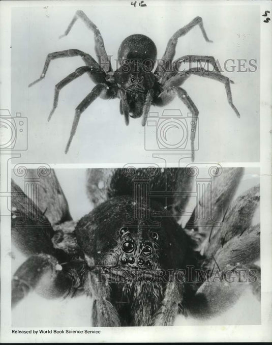 1968 Press Photo Close-up view of the wolf spider - noc68957