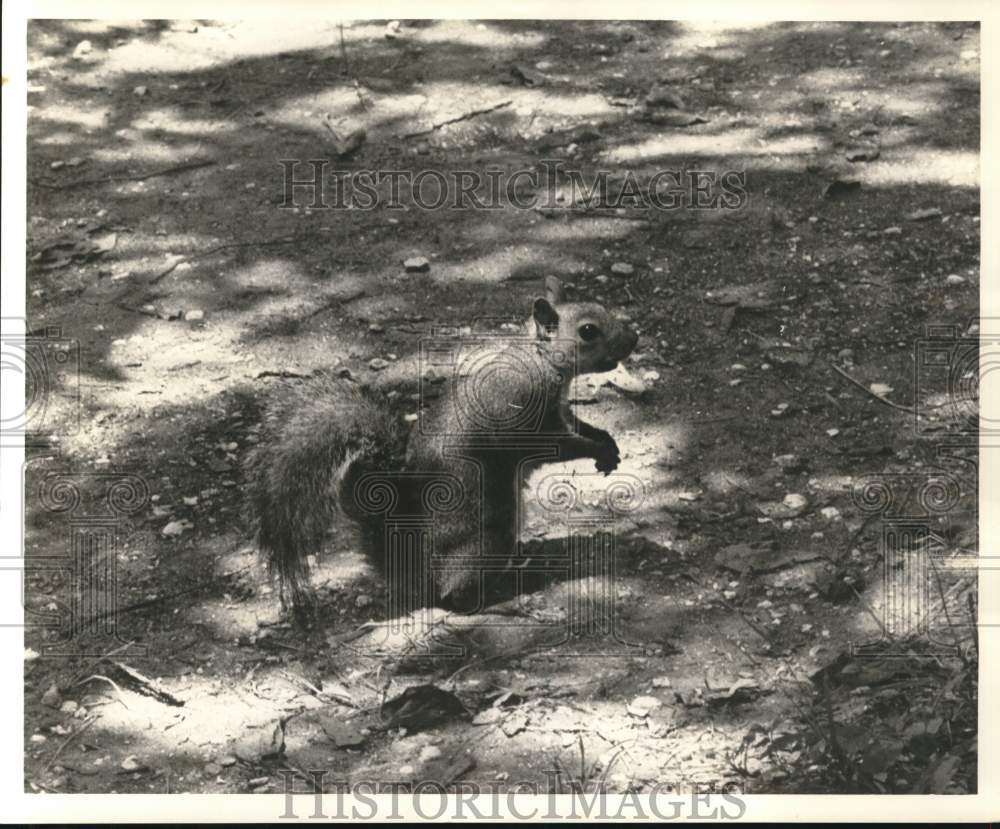 1977 Press Photo A squirrel looking over the ground for something to eat.