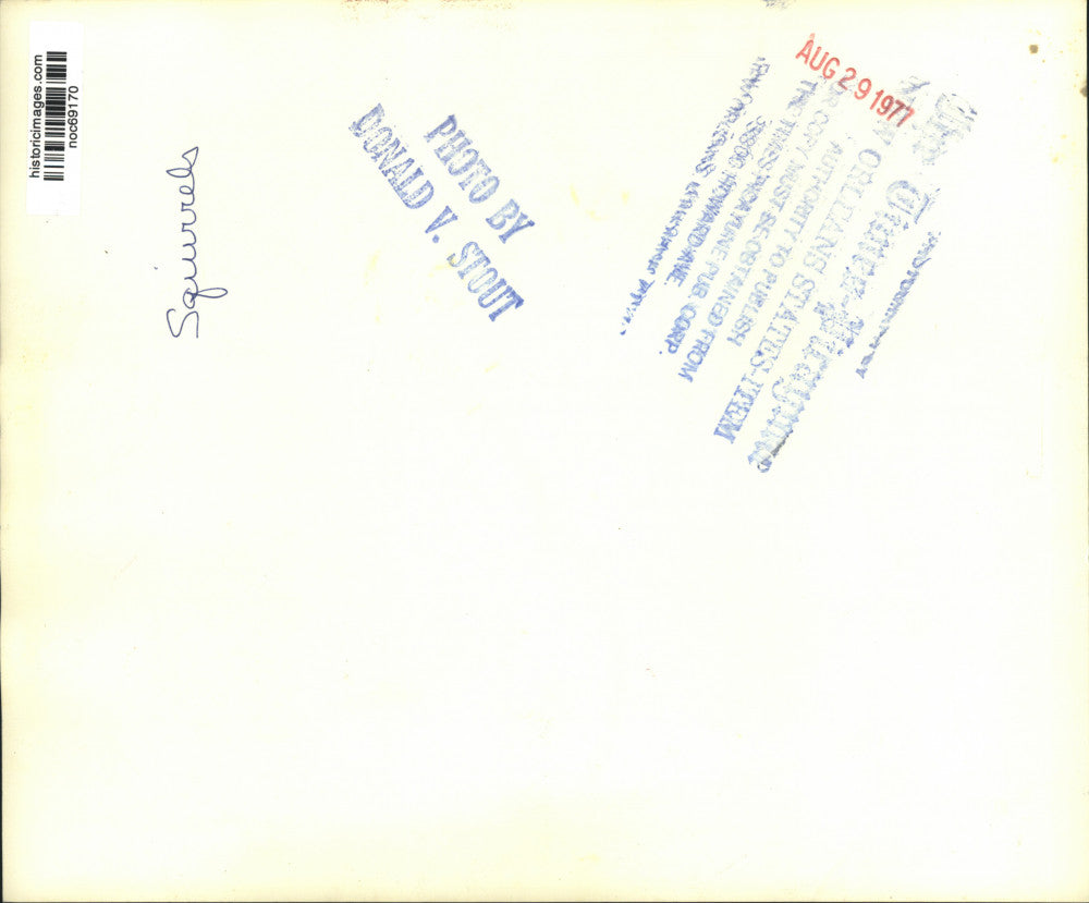 1977 Press Photo A squirrel looking over the ground for something to eat.