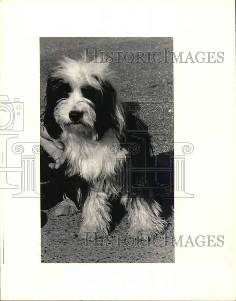 Press Photo A poodle playing in the part with his owner - noc69943