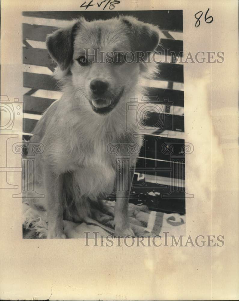 1976 Press Photo A dog named George hanging in his owner&#39;s backyard - noc69949