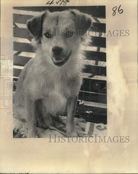 1976 Press Photo A dog named George hanging in his owner's backyard - noc69949
