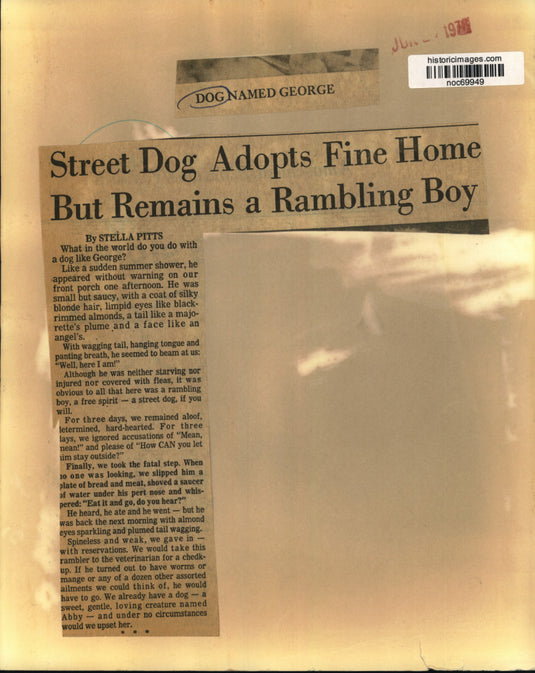 1976 Press Photo A dog named George hanging in his owner's backyard - noc69949