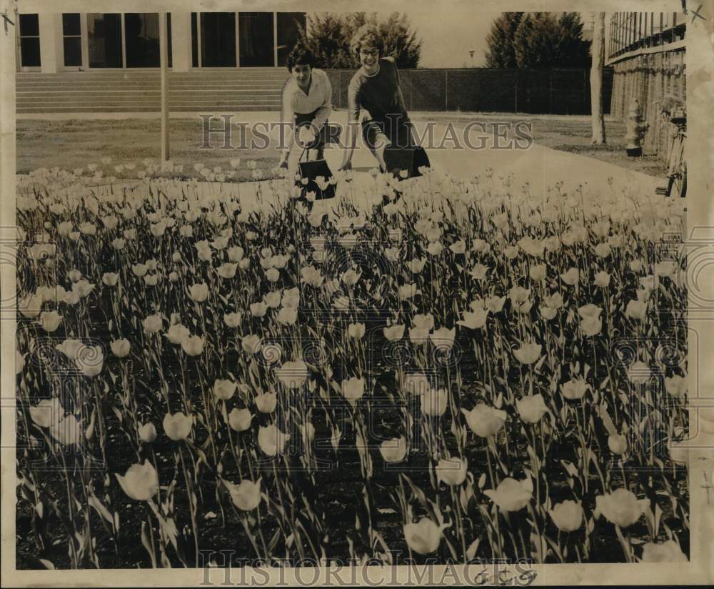 1962 Press Photo Mary Davis &amp; Jean Stock look at field of tulips in New Orleans