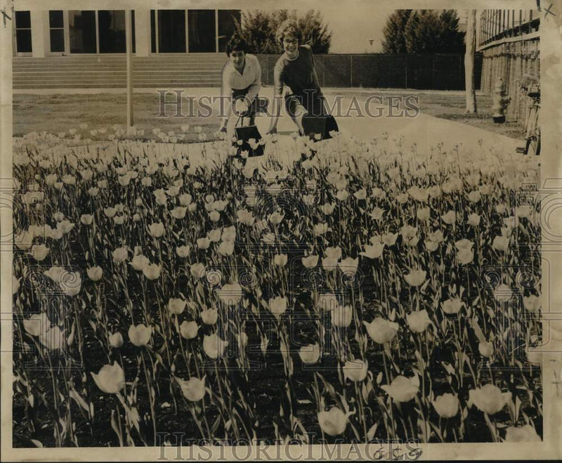Load image into Gallery viewer, 1962 Press Photo Mary Davis &amp; Jean Stock look at field of tulips in New Orleans
