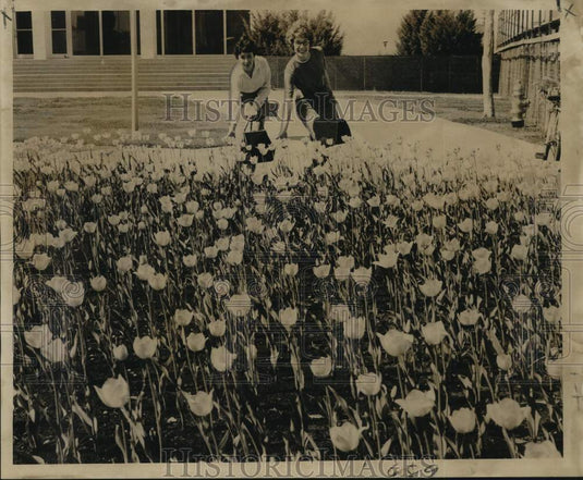 1962 Press Photo Mary Davis & Jean Stock look at field of tulips in New Orleans