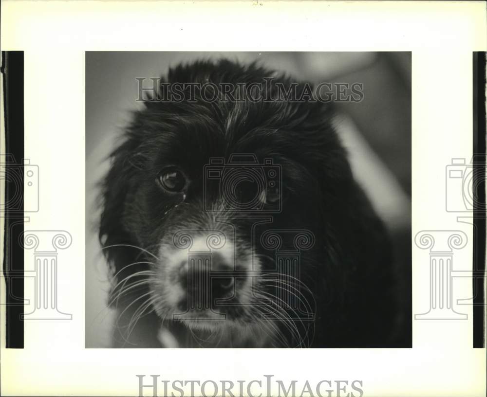 1989 Press Photo Male mixed breed puppy at the St. Charles Parish Animal Shelter- Historic Images