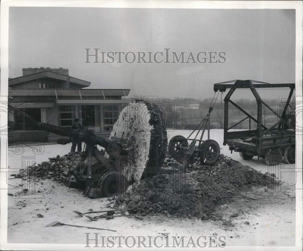 1956 Press Photo Front wheels hauled away the mature elm tree - noc84552