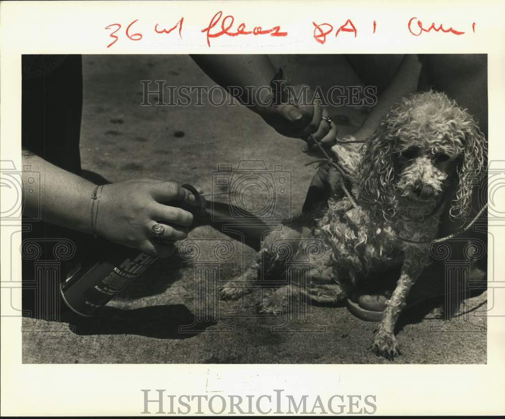 1985 Press Photo Sissy the dog gets flea treatment at Jefferson parish SPCA- Historic Images