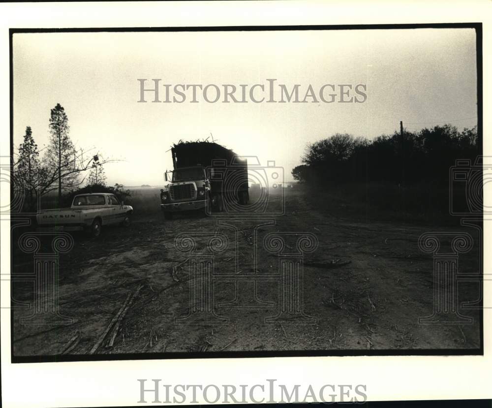 1981 Press Photo Truckload of harvested sugar cane to be delivered - noc98389- Historic Images