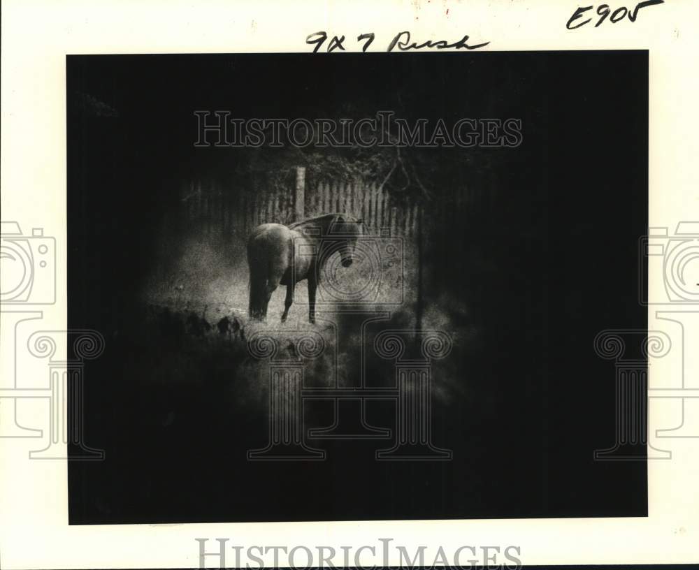 1980 Press Photo Horse in a Mandeville Pasture at Monroe &amp; Wilkinson streets- Historic Images