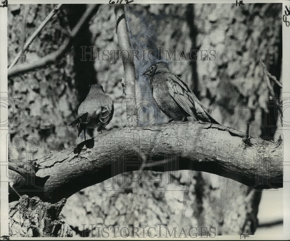 1976 Press Photo Birds on a tree branch- Historic Images