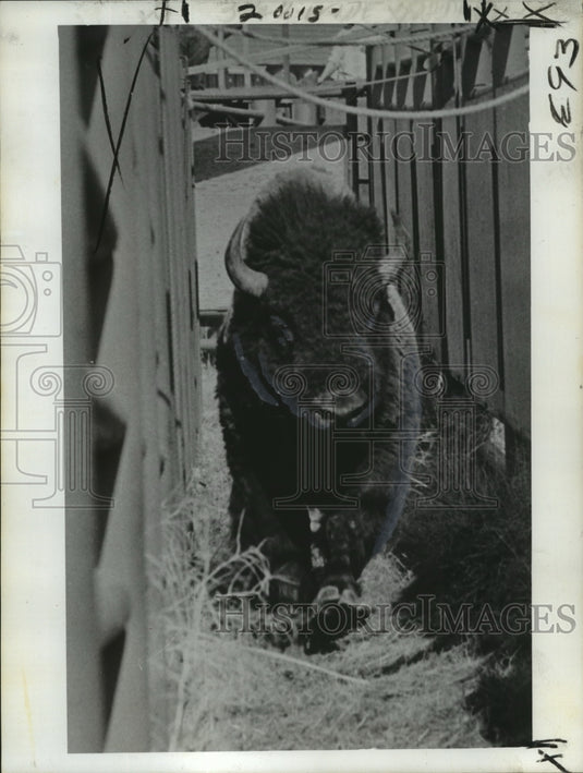 1973 Press Photo A buffalo- Historic Images