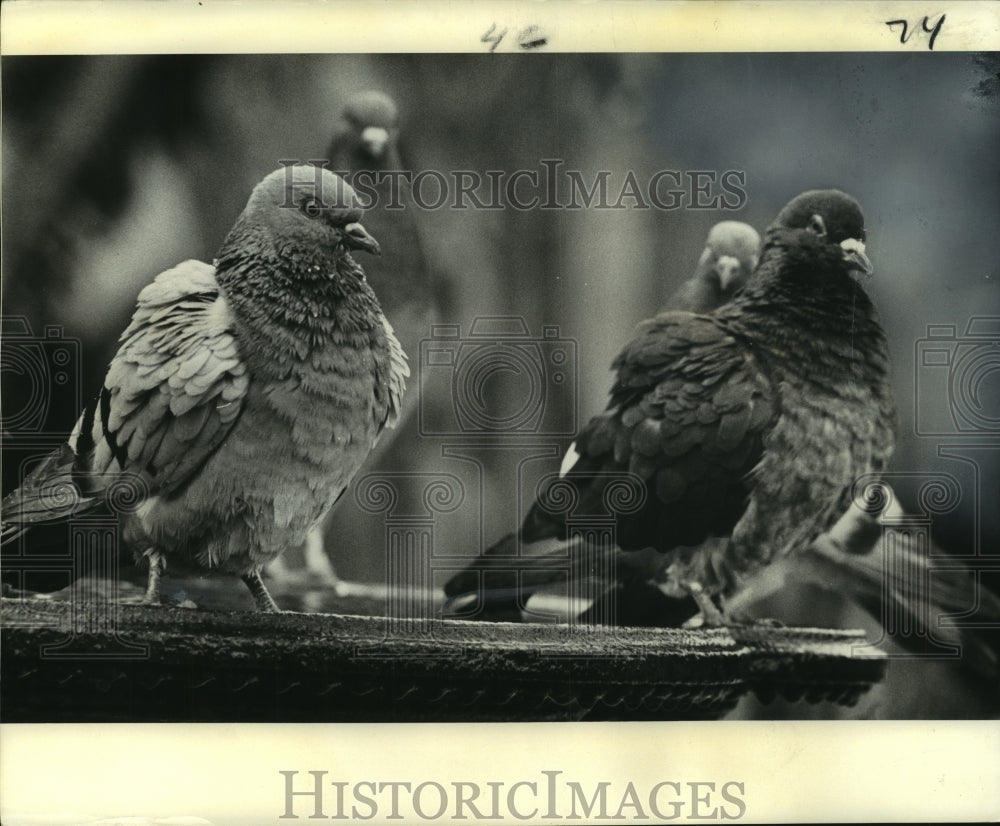 1974 Press Photo Pigeons on Fountain in Jackson Square, New Orleans- Historic Images