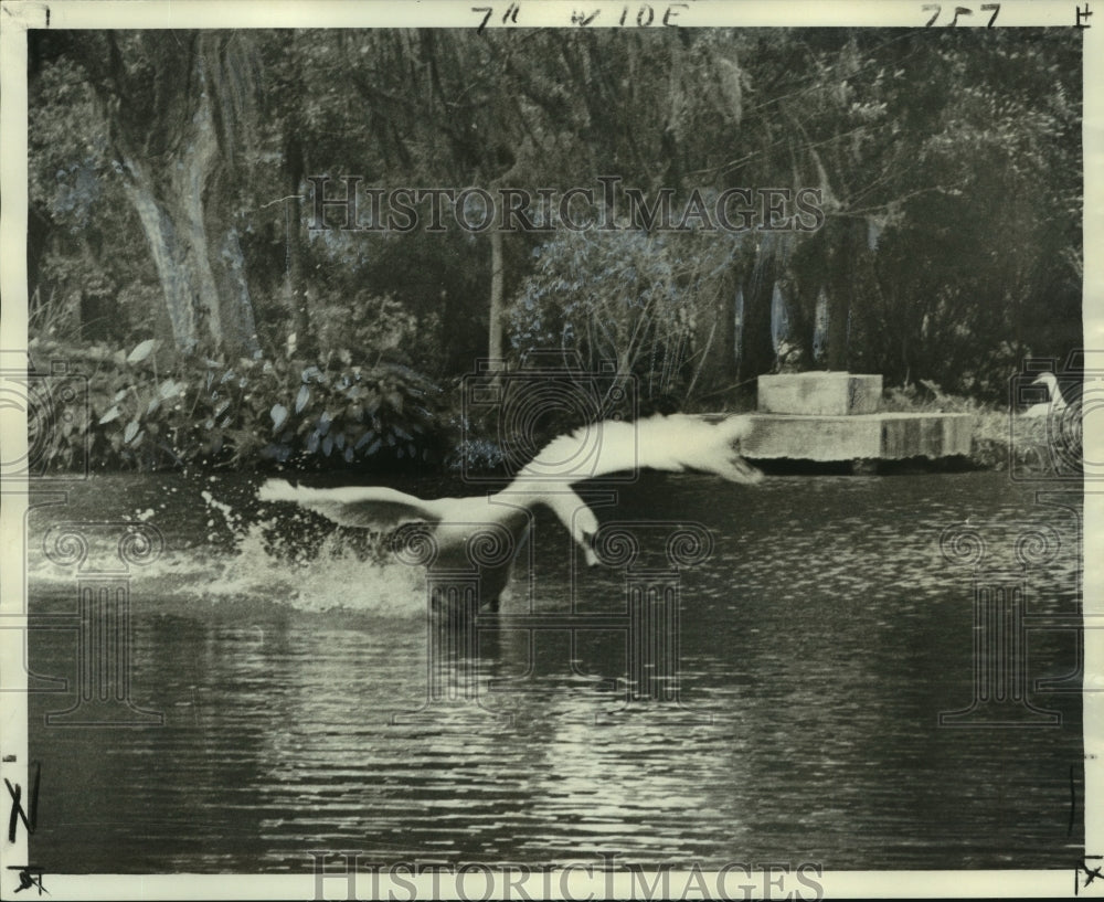 1976 Press Photo Missing Statue-Angry white swan at Swan Island in City Park - Historic Images