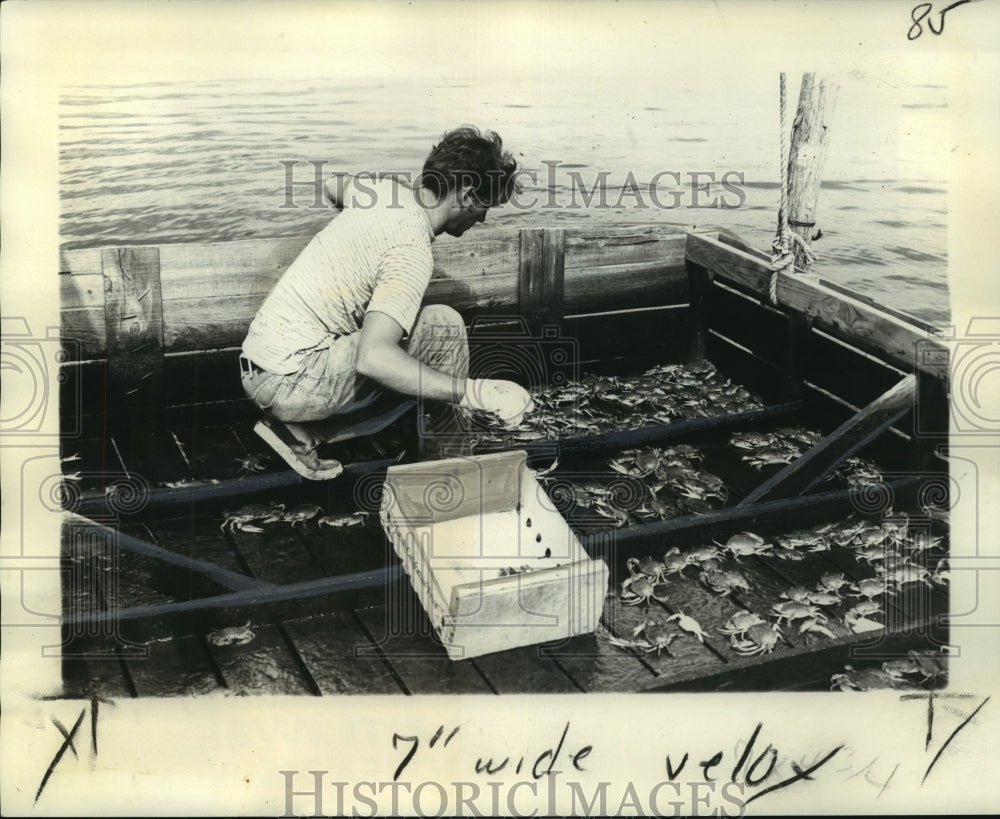 1974 Press Photo Crab Fisherman Moves Molting Crabs to &quot;Buster&quot; Car- Historic Images