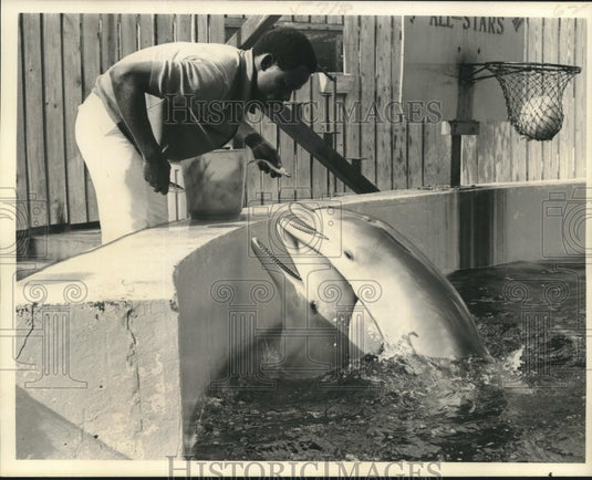 1977 Press Photo Dolphins being fed by an employee- Historic Images