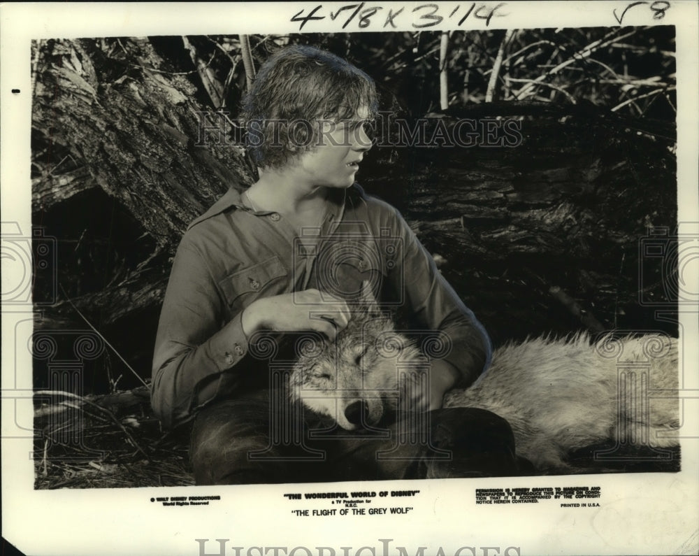 1976 Press Photo A scene from &quot;The Plight of the Grey Wolf&quot; NBC television- Historic Images