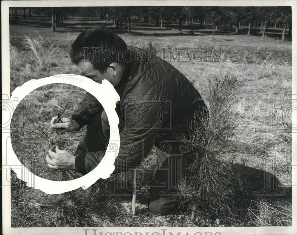 1971 Press Photo Superior scion grafted onto a loblolly pine stock-New Orleans- Historic Images