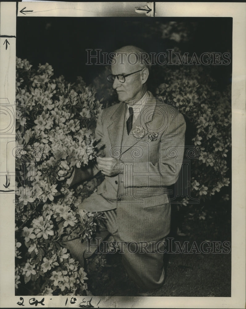 1946 Press Photo William Garic Checks Azaleas in his New Orleans Garden