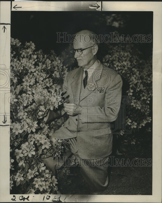 1946 Press Photo William Garic Checks Azaleas in his New Orleans Garden