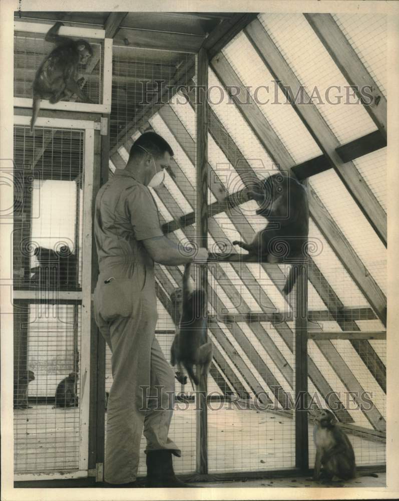 Load image into Gallery viewer, 1968 Press Photo Dr. William Greer with Rhesus monkeys at lab in New Iberia
