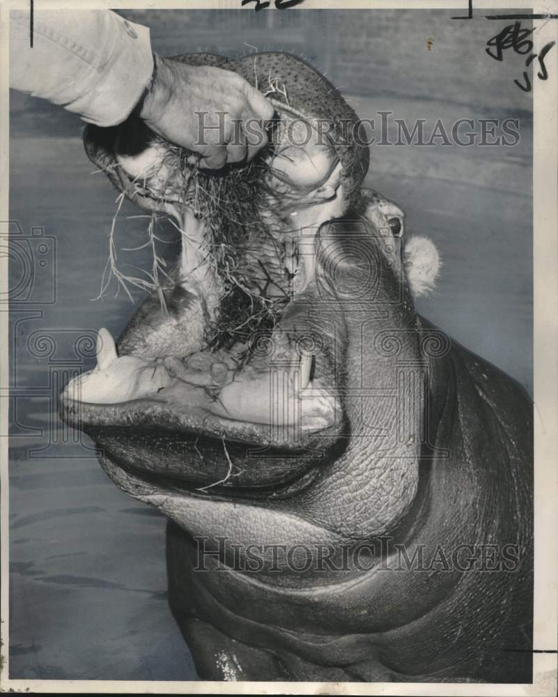 1963 Press Photo New Audubon Park Zoo Hippopotamus Shy-Anne - noo30759