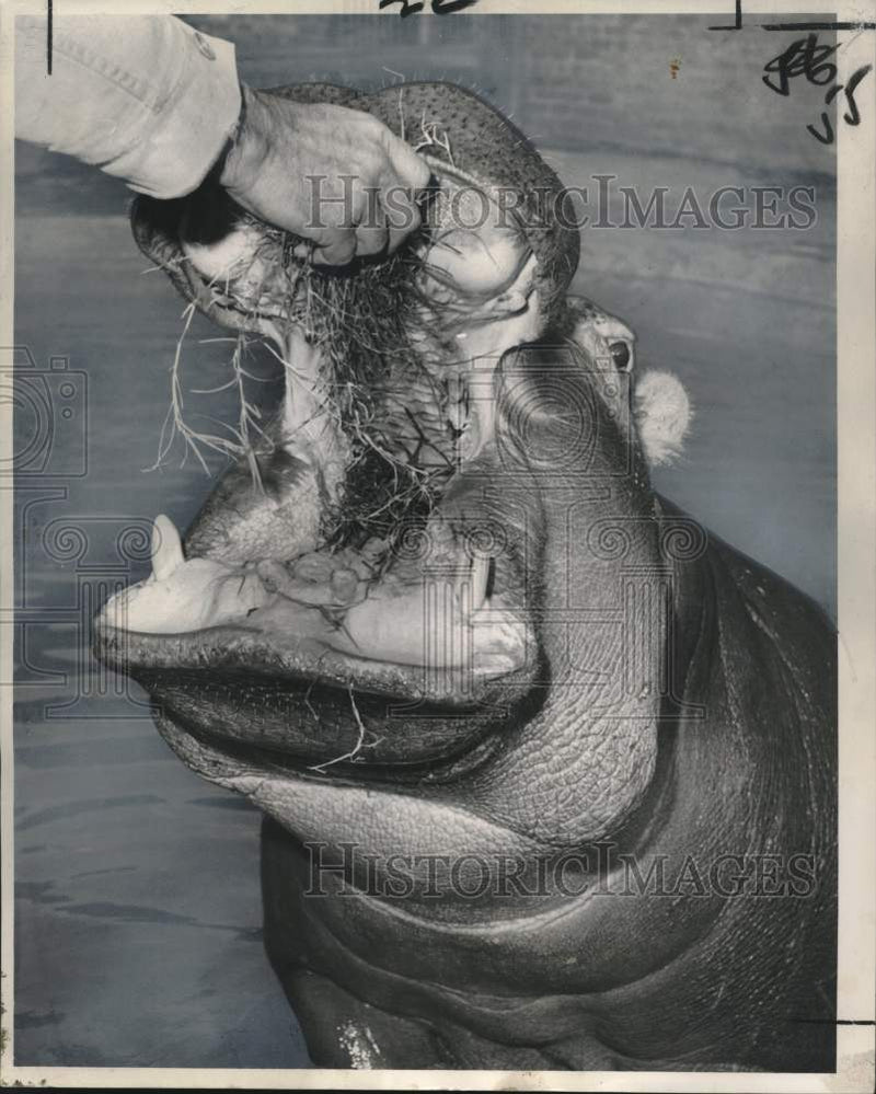 Load image into Gallery viewer, 1963 Press Photo New Audubon Park Zoo Hippopotamus Shy-Anne - noo30759
