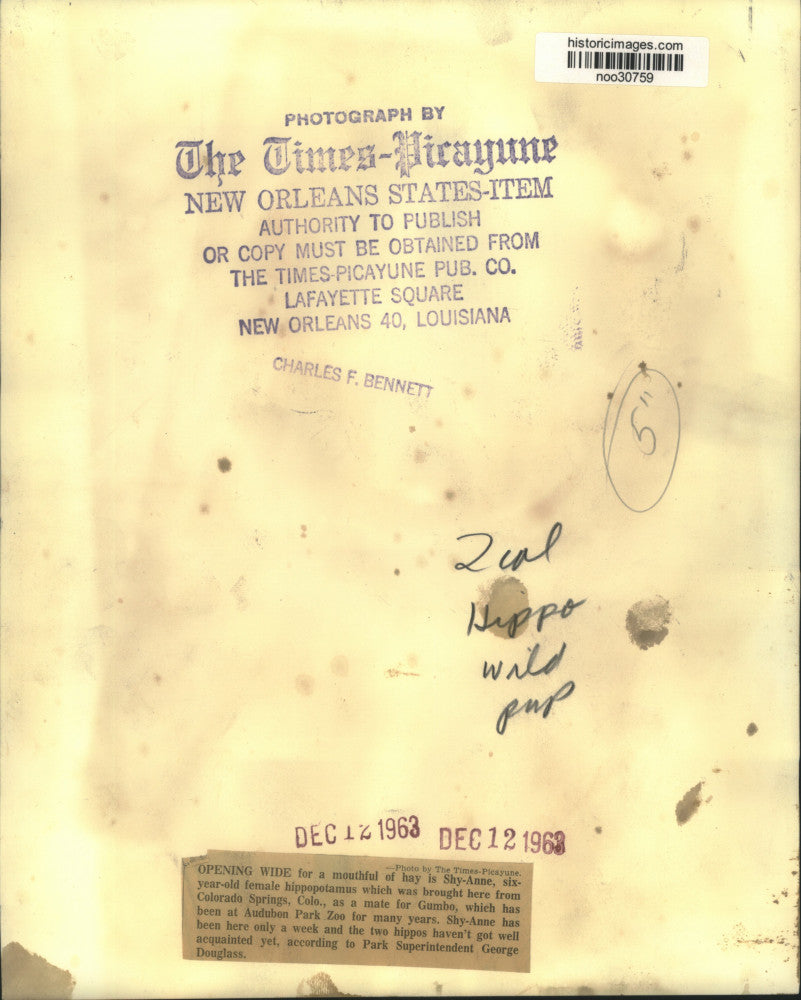 1963 Press Photo New Audubon Park Zoo Hippopotamus Shy-Anne - noo30759
