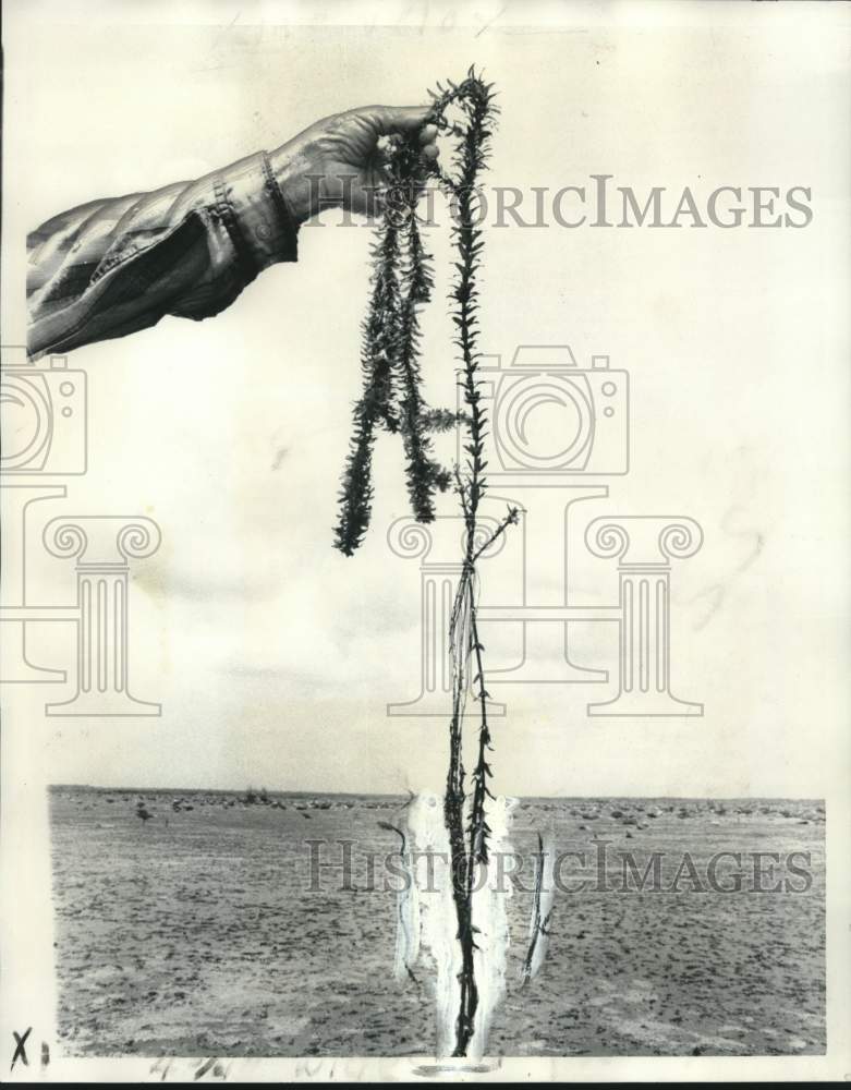 1974 Press Photo Fast-growing aquatic weed, hydrilla in Louisiana - noo30786