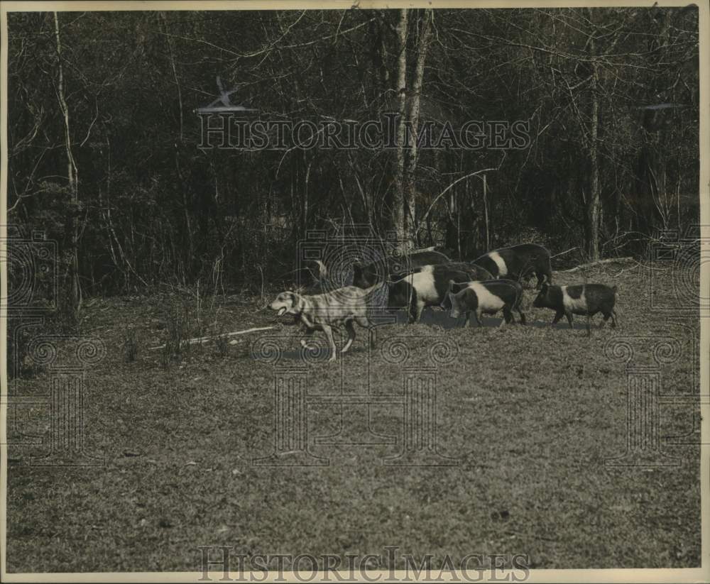 1962 Press Photo Louisiana hog dog marches hogs to their pen. - noo32713