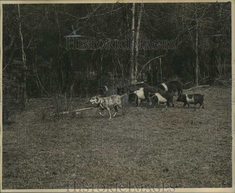 Load image into Gallery viewer, 1962 Press Photo Louisiana hog dog marches hogs to their pen. - noo32713

