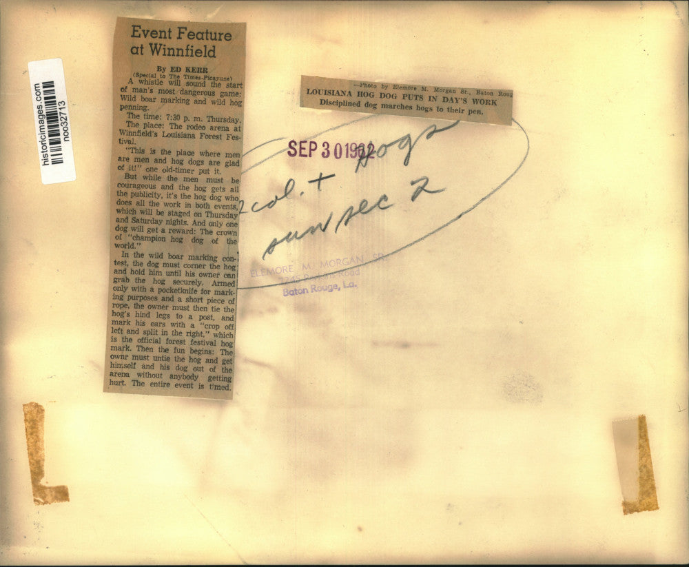 1962 Press Photo Louisiana hog dog marches hogs to their pen. - noo32713