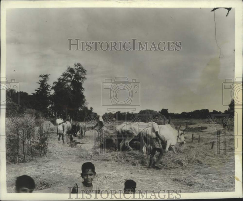 Load image into Gallery viewer, 1965 Press Photo Rice Threshing scene near Jabalpur - noo33980
