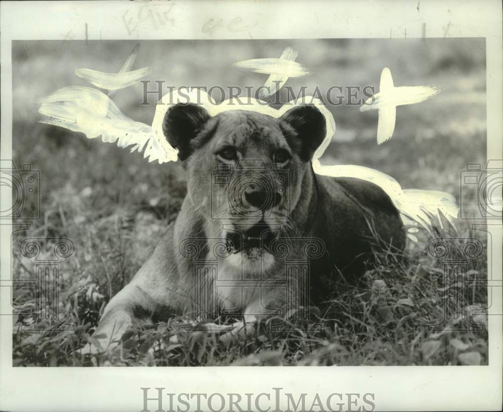 1974 Press Photo Lion flown from Kenya in East Africa for NBC&#39;s &quot;Born Free&quot; - Historic Images