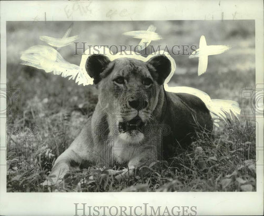 1974 Press Photo Lion flown from Kenya in East Africa for NBC's "Born Free" - Historic Images