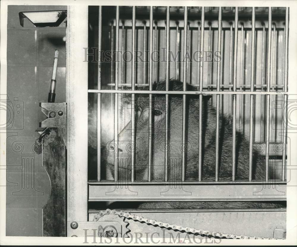 1967 Press Photo Henry the baboon takes a drag on a cigarette - Historic Images