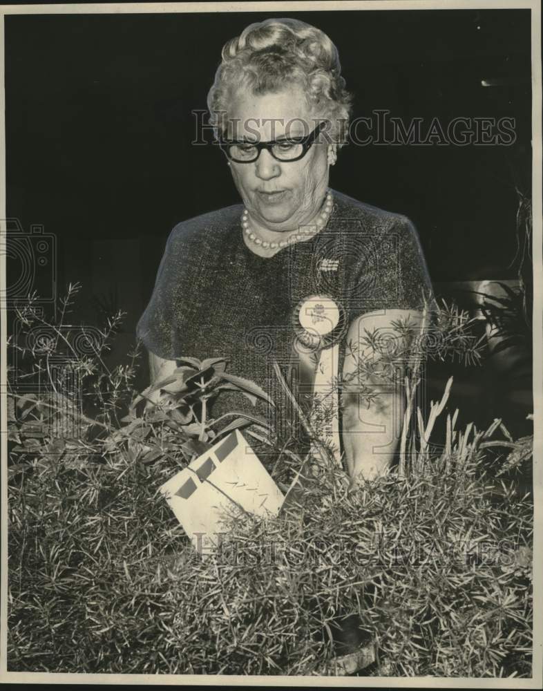 1966 Press Photo Winner in Green Thumb Garden Club Horticultural division- Historic Images