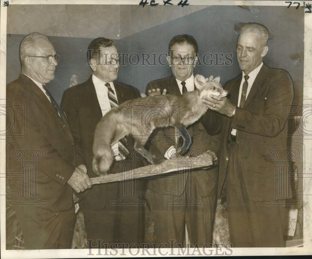 1964 Press Photo Mounted Fox examined by St. Charles Parish jurymen - noo47286