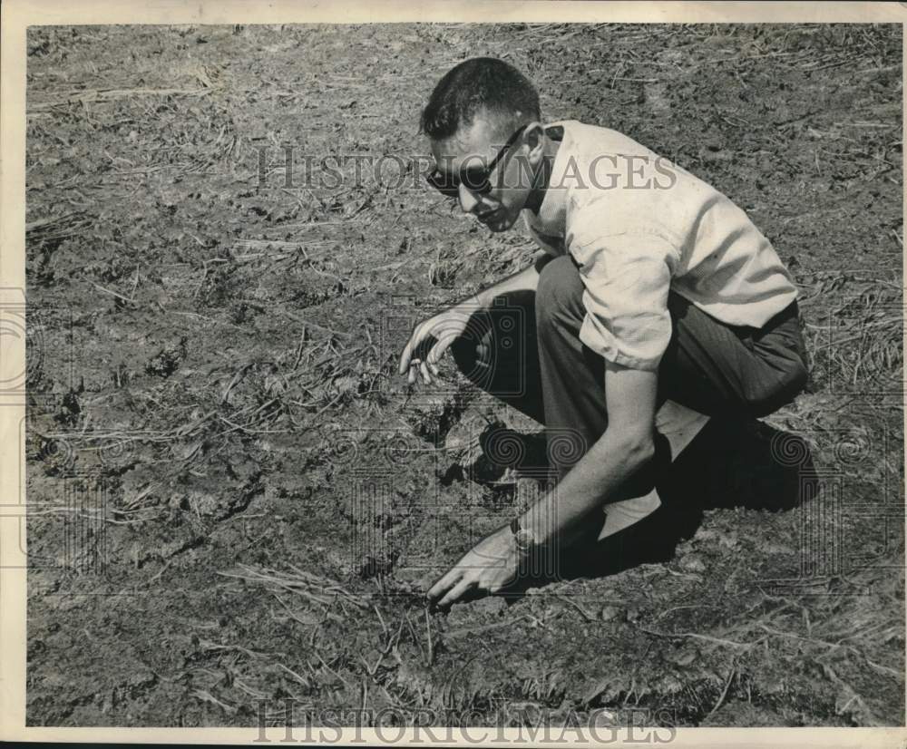 1963 Press Photo Biologist Charles Anderson checks marshland for eggs - Historic Images